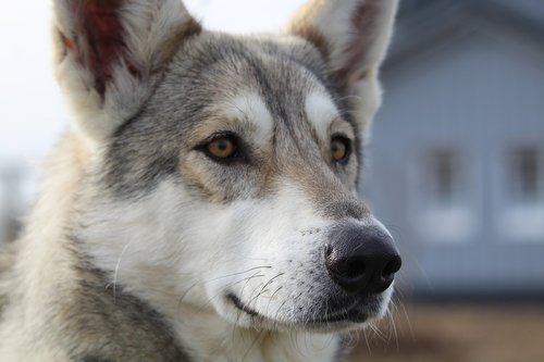 wolf dog  pet  dog