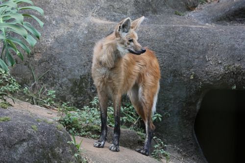 wolf guara wild zoo