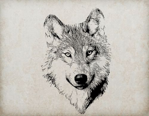 Wolf Portrait Illustration