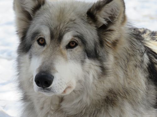 wolfdog wolf dog