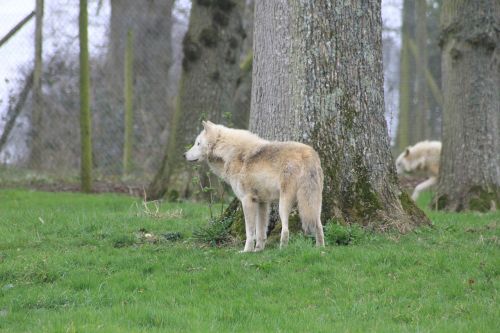 wolfs trees animals