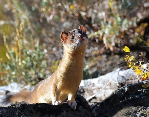 wolverine  weasel  animal