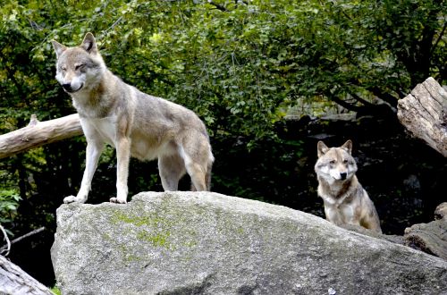 wolves pack wild animals