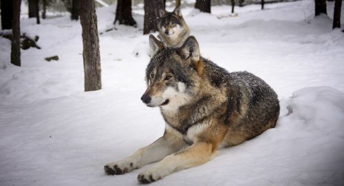 wolves snow predators