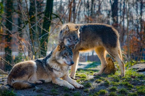 wolves love animal