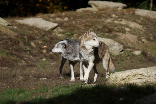 wolves timber wolves canada