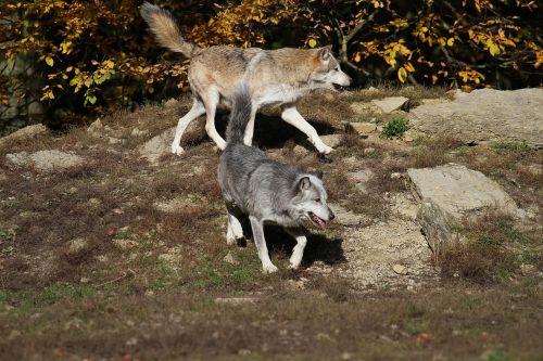 wolves timber wolves predator