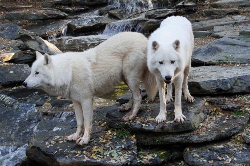 wolves whites animal