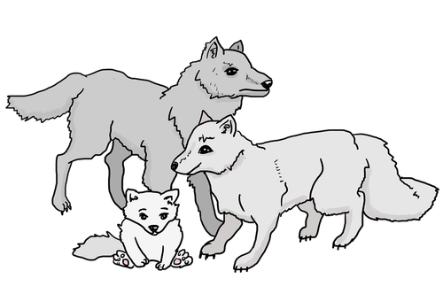 wolves  wolf pack  wolf