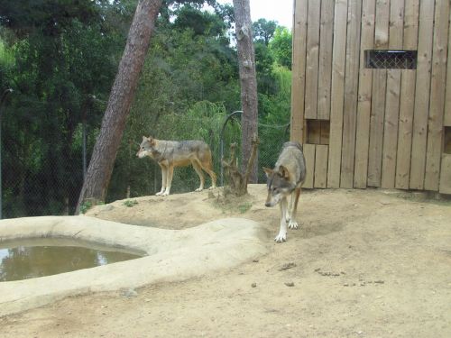 wolves wolf zoo