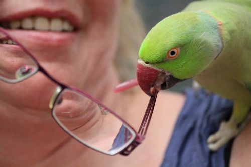 woman parrot glasses