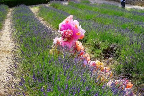 woman costume lavender field