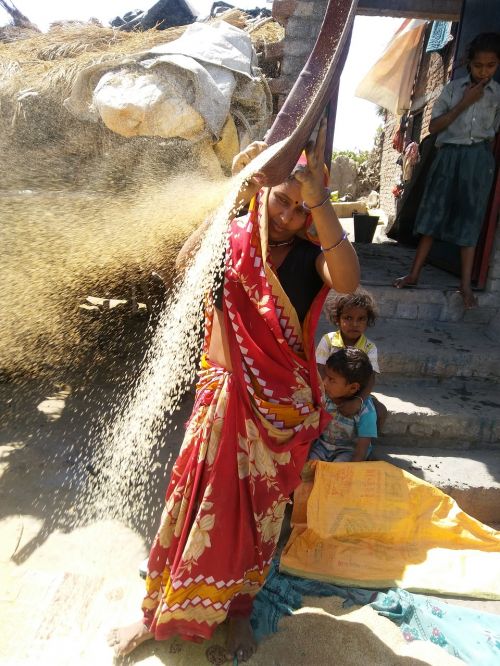 woman cleaning rice