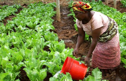 woman watering crops
