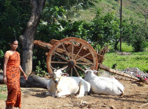 woman cows cattle