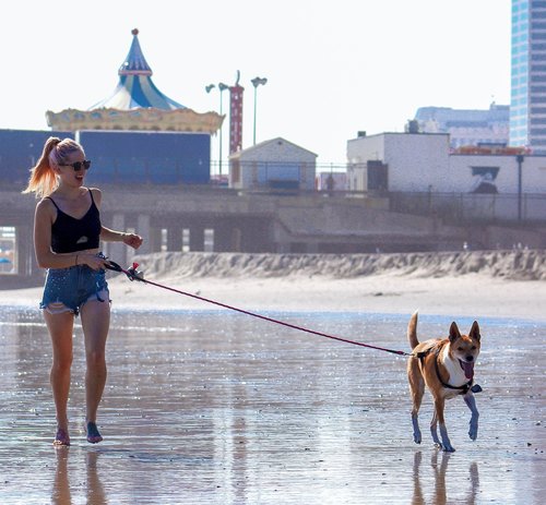 woman and dog  walking the dog  dog walking