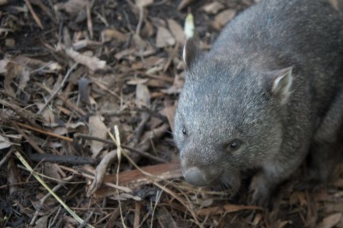 wombat wildlife marsupial