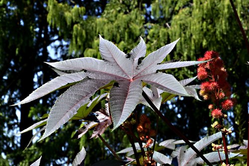 wonder tree  castor oil plant  toxic