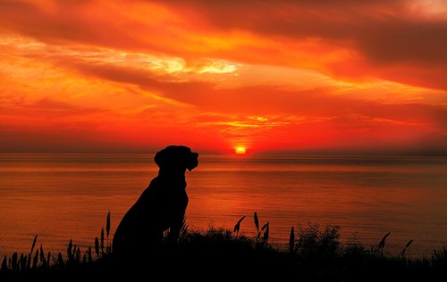 wondering  dog  sunset