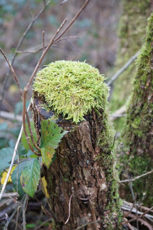 wood forest nature