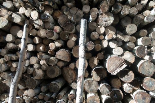 wood birch firewood
