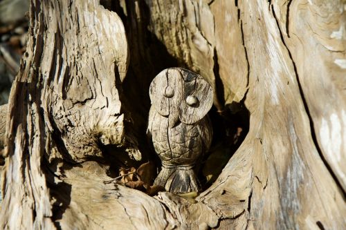 wood log rhizome
