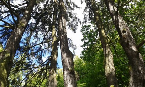 wood forest nature