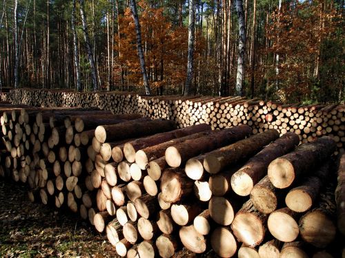 wood autumn sawn timber