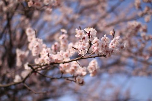 wood red flowers