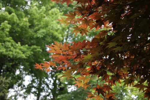 wood autumn forest