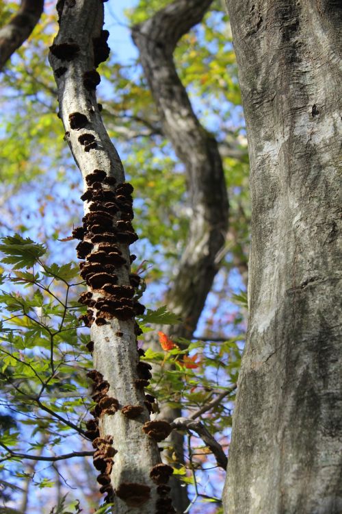 wood forest vine