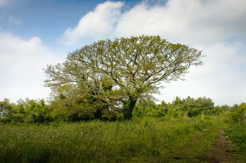 wood cloud plants