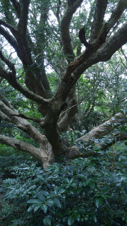 wood arboretum landscape