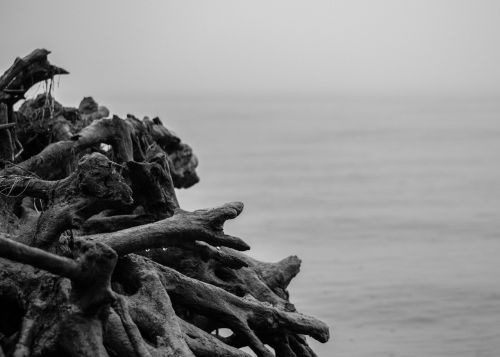 wood beach black and white