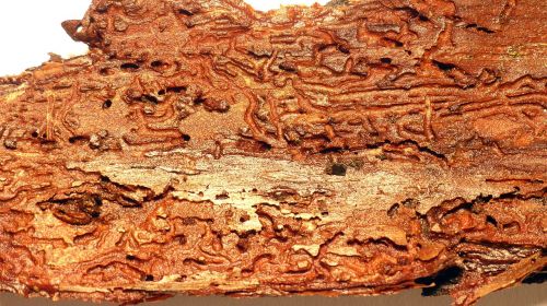 wood bark wood worm