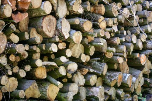 wood forest wood pile