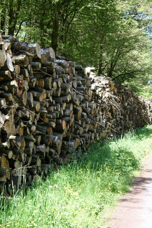 wood forest wood pile