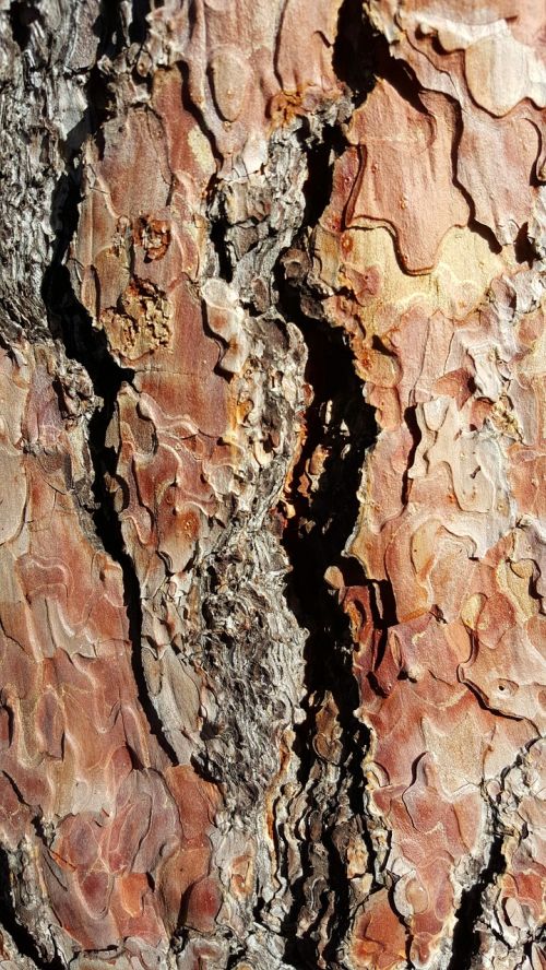 wood bark tree