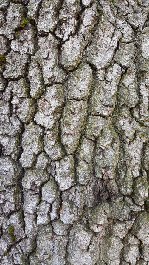 wood bark tree