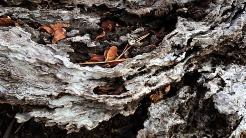 wood bark tree