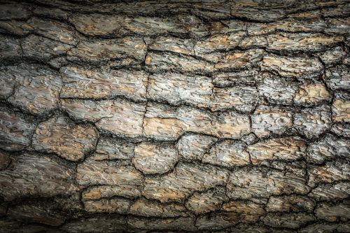 wood texture bark