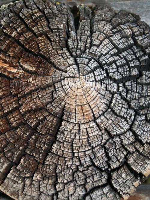 wood nature texture