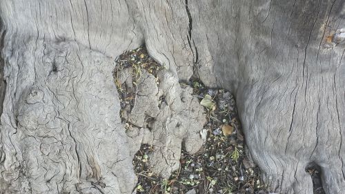 wood tree bark