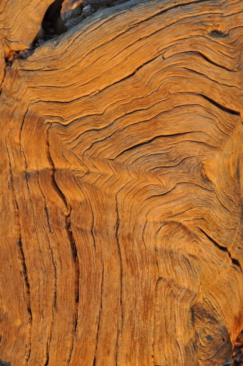 wood grain structure
