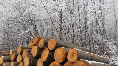 wood tree trunks winter