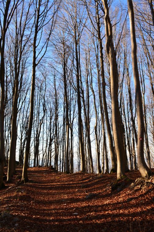 wood trees forest