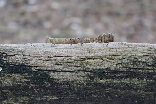 wood shield old