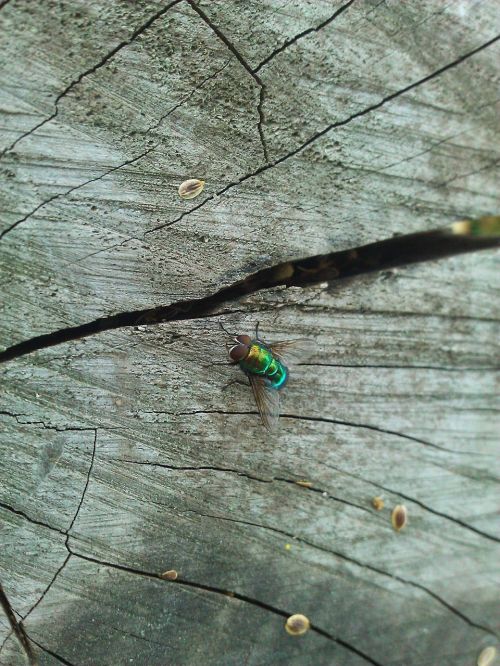 wood insect nature