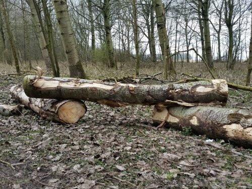 wood tree tree trunk