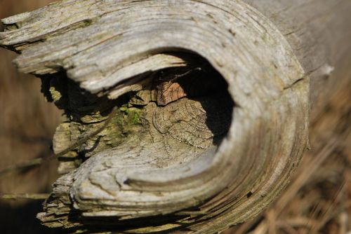 wood tree old